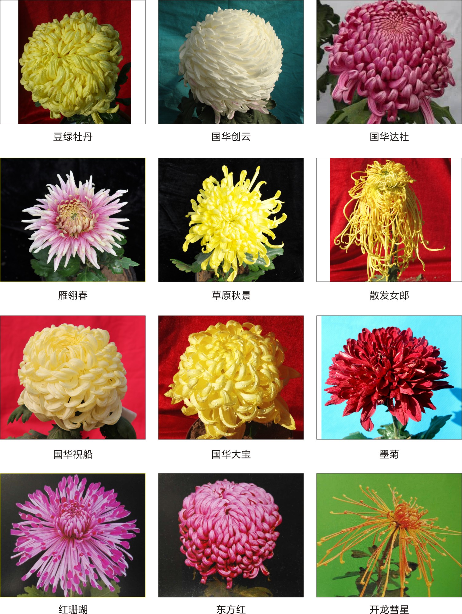 菊花展设计.jpg