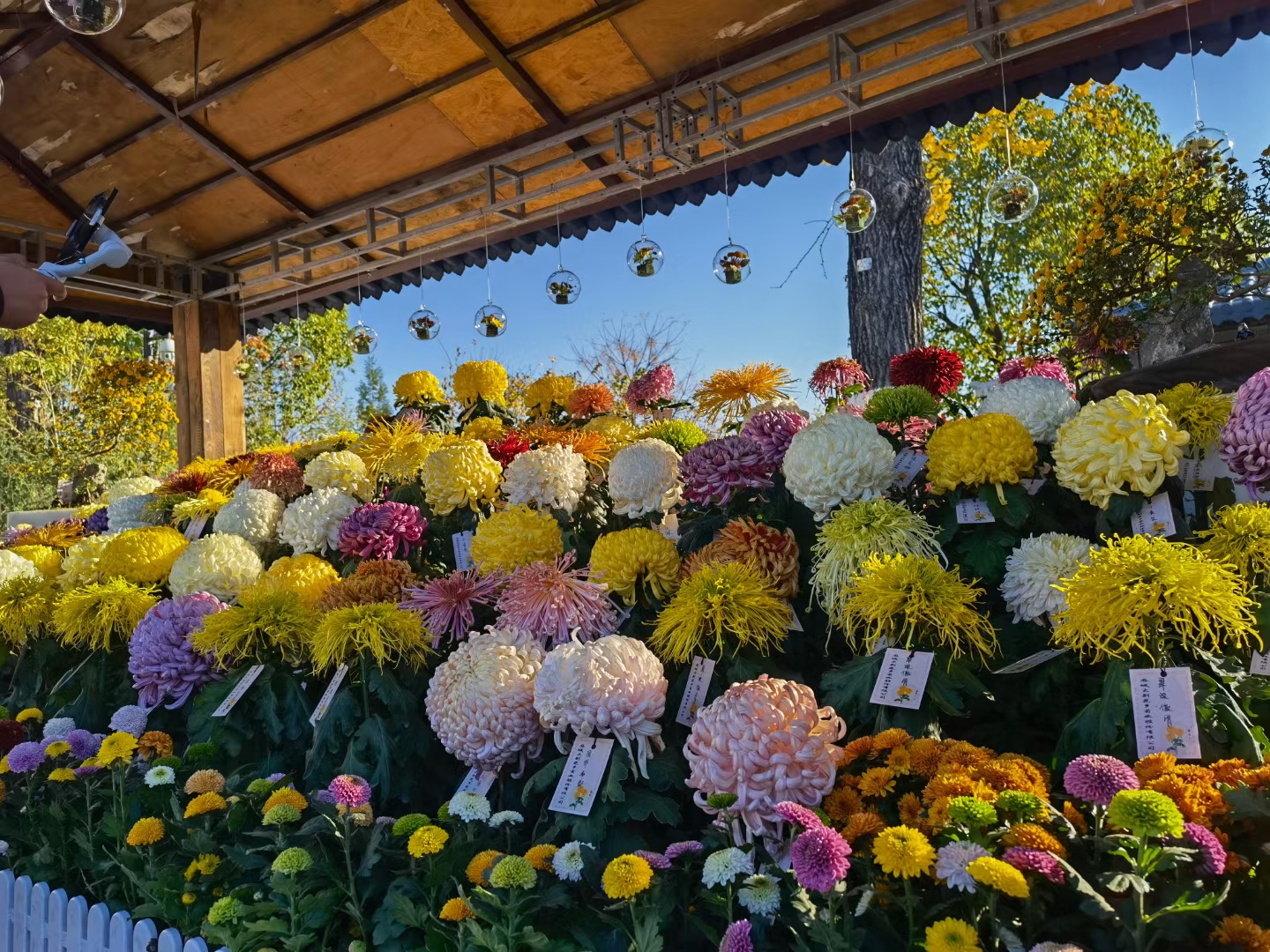 菊花展菊花种植基地.jpg