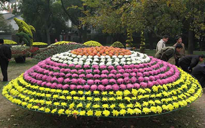 菊花展中特大大立菊的制作