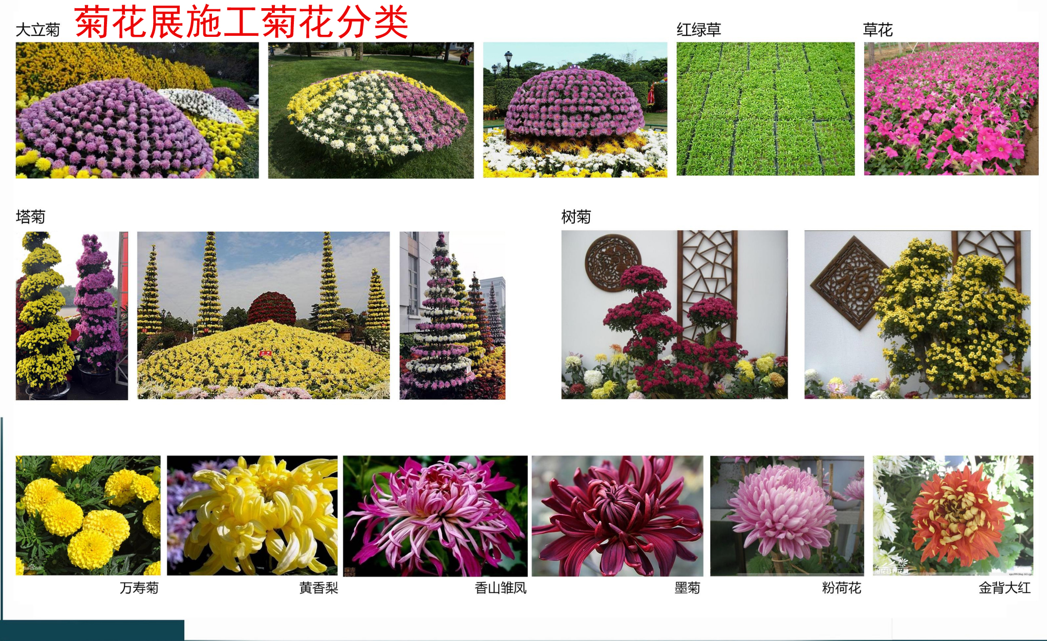 开封菊花展艺菊种植基地.jpg